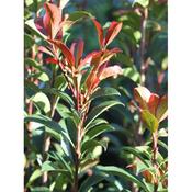 Photinia x fraseri 'Carre Rouge'