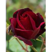 Rosa 'Black Beauty'