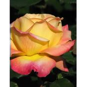 Rosa 'Pullmans Orient Express'