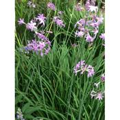 Tulbaghia violacea