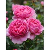 Rosa 'Princess Alexandra of Kent'