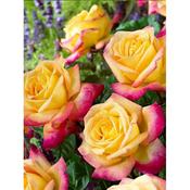 Rosa 'Pullmans Orient Express'