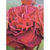 Rosa 'Brown Velvet'