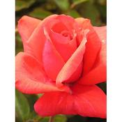 Rosa 'Fragrant Cloud'