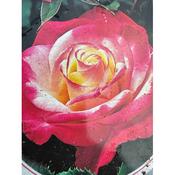 Rosa 'Double Delight'