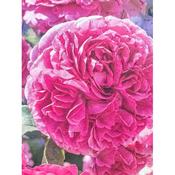 Rosa 'Gabriel Oak'