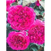 Rosa 'James L. Austin'