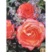 Rosa 'Meteor'