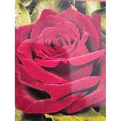 Rosa 'Mr Lincoln'