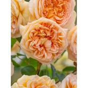 Rosa 'Bathsheba'
