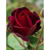 Rosa 'Black Beauty'