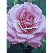 Rosa 'Sexy Rexy'