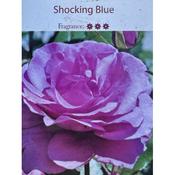 Rosa 'Shocking Blue'