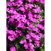 Aubrieta  mix