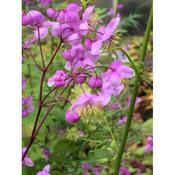 Thalictrum 'Hewitts Double'  image