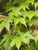 Acer 'Osakazuki'