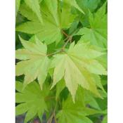 Acer 'Jordan' 150cm