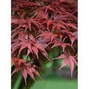 Acer 'Pixie' 