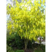 Laburnum 'Vossii'
