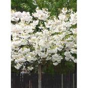 Prunus serrulata 'Shirotae' 