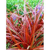 Uncinia 'Everflame' image