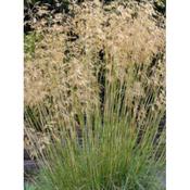 Stipa 'Gigantea'