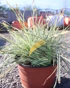 Carex morrowii 'Everest'