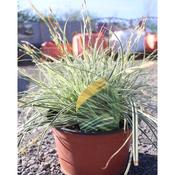 Carex morrowii 'Everest'