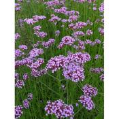 Verbena bonariensis image