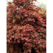 Acer 'Orangeola' image