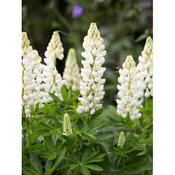 Lupinus Gallery In Variety