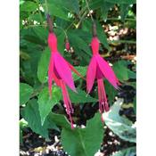 Fuchsia 'Mrs Popple' image