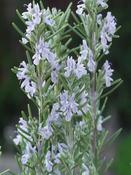 Rosemary