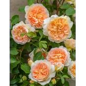 Rosa 'Bathsheba'
