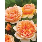 Rosa 'Port Sunlight' image