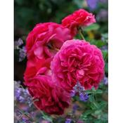Rosa 'Gabriel Oak'