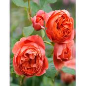 Rosa 'Summer Song' image