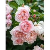 Rosa 'The Pilgrim' image