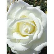 Rosa 'Ice cream' image