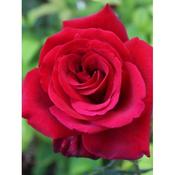 Rosa 'Royal William'
