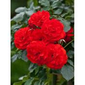 Rosa 'Trumpeter' Standard (3ft)