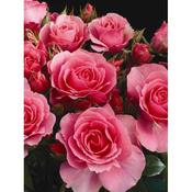 Rosa 'Your Beautiful'