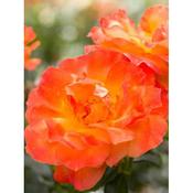 Rosa 'Fellowship' Standard