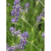 Lavandula Angustifolia Munstead 