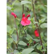 Salvia micr 'Hot Lips' image