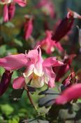 Aquilegia ' Spring Magic Rose &amp; Ivory'