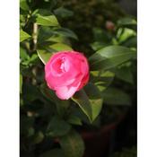 Camellia - small