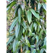 Clematis armandii