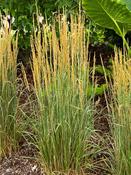 Calamagrostis 'Overdam'