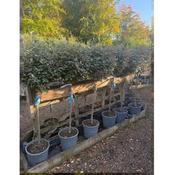 Elaeagnus ebbingei 'Compacta' Half standard